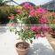 Bougainvillea spectabilis