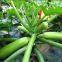 strong growth jade green high yield zucchini seed no.78