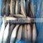 High Quality Pacific Mackerel Fish Scientific Name Scomber Japonicus