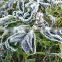 Anti-frost net ,crop net , Thermal Net / 23301-38