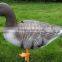 XPE foam speckbelly goose decoy