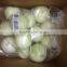 Fresh peeled onions with cheap price