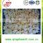 For export Chinese New crop Frozen Cauliflower