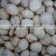 iqf frozen cultivated champignon button mushroom spawn