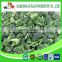 fresh vegetable frozen style broccoli a grade from China