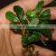 Easy to breed foliage plant Bucephalandra