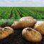 China Fresh Potato in Hot Sale