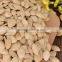 9-11mm Pumpkin Seeds From Inner Mongolia