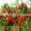 Red Hot Pepper Seeds Hybrid In Vegetable Seeds for Planting