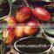 1415-93-6 humic acid organic