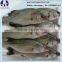 Frozen seabass lateolabrax japinicus from Zhejiang of China