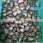 NEW SEASON FROZEN SHORT NECKED CLAM