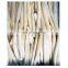 Sinocharm BRC A Approved L17CM IQF White Asparagus Whole Frozen White Asparagus