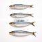 Whole Round Frozen Sardines Fish Frozen Sardine for Fishing Bait and Canning Sardinella Aurita