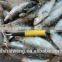 Frozen sardine fish whole round in good quality