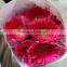Various hotsell hot sale fresh gerbera