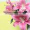 Alibaba china best selling low price for lilies flowers