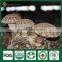 Dried Shiitake,Shiitake Mushroom Spawn,Buyers for Shiitake Mushrooms