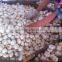 2016 Fresh Garlic/AJO for Colombia Garlic Market 3P/10kg Carton