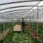 fresh new crop chinese cabbage