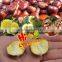 Organic Roasted Chestnuts Wholesale Healthy Snacks