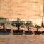 Ulmus ( Chinese Elm) bonsai tree ball shape