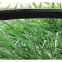 Drip Irrigation