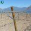 Table Grape Trellis Systems Open Gable Trellis