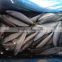 frozen fish water cooling (pacific mackerel 150-250g)