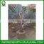 Bismarckia nobilis palms trunk 10-20cm (2)