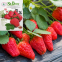 Vegetable sweet Big red strawberry seeds Fragaria ananassa seeds for planting