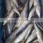 HACCP EU Frozen HGT Pacific Mackerel and Scomber Japonicus for Canned Mackerel