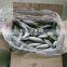 Frozen food ( Frozen Mackerel whole round)