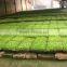 plants celery seedling plastic dish tray Jinan made in China