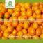 wholesale orange export with great price