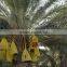 Organic Dates on Branch, Deglet Noor Dates On Branch, Organic Branched Dates 5Kg Carton