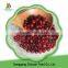 Chinese High Quality Organic Frozen Fruit Product Vacciniumvitis-idaea