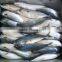 Pacific Mackerel Cheap Fish