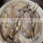 Frozen US America Boston Illex Squid for Export