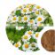 Factory supply pure natural feverfew extract powder Chrysanthemum parthenium extract