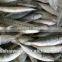Frozen horse mackerel for sale