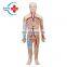 HC-S235 Human anatomical blood circulation teaching model Blood Circulatory system model cardiovascular and heart anatomy model