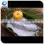 wholesale products frozen fish skipjack tuna export