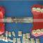 (32 Teeth) cavity preparation cavity preparation dental model for education