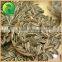 Health Food Scientific Name Of Seeds Sunflower