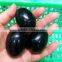 Wholesale Small Natural Rock Obsidian Crystal Stone Yoni Eggs Quartz Eggs for Sale