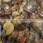 Good Quality Ammonite Fossils Ornaments Pendants Gemstones