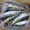 Sea Frozen Mackerel (frozen on boat) 300-500g