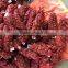 fresh chinese chestnuts for sale