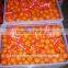 Fresh Nanfeng Oranges